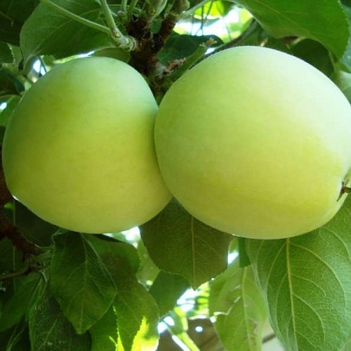 Яблоня домашняя Белый Налив